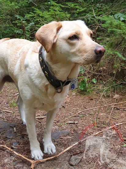 Collare indossato da Labrador