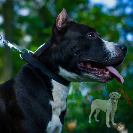 Comodo e pratico collare in pelle naturale indossato da
Amstaff