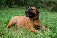Collare in pelle "Walk the Rounds" largo 25 mm per Bullmastiff Collare in pelle "Walk the Rounds" largo 25 mm per Bullmastiff