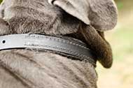 Collare in cuoio foderato largo 25 mm per Mastino Napoletano Collare in cuoio foderato largo 25 mm per Mastino Napoletano