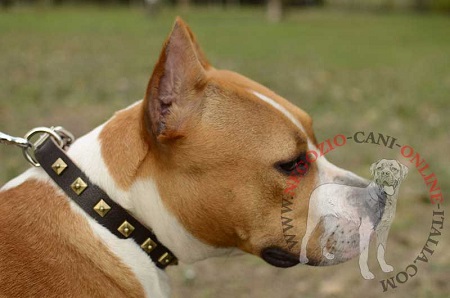 Elegante collare in cuoio con decorazioni indossato da
Amstaff