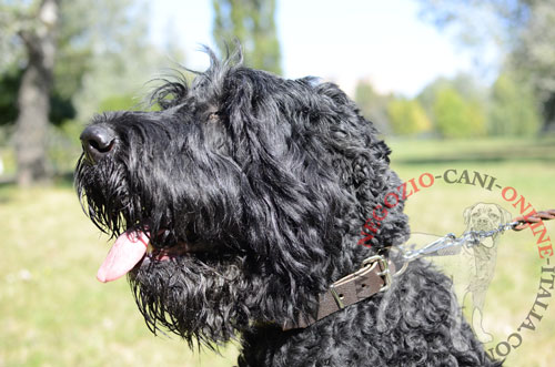 Elegante collare in cuoio con decorazioni indossato da
Terrier Nero Russo