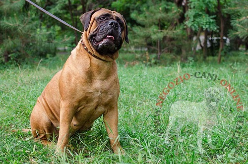 Elegante collare con decorazioni per
Bullmastiff