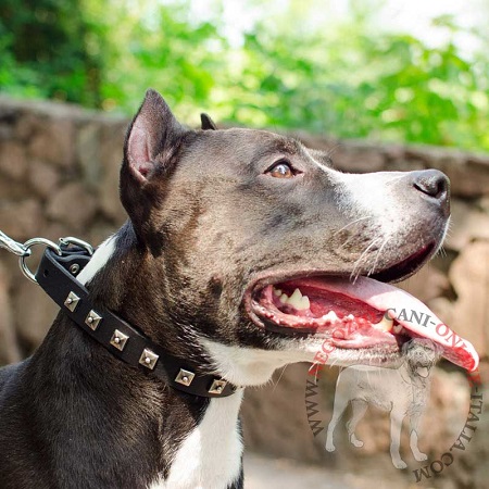 Elegante collare con decorazioni indossato da
Amstaff