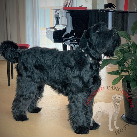 Riesenschnauzer con elegante e pratico collare con
decorazioni