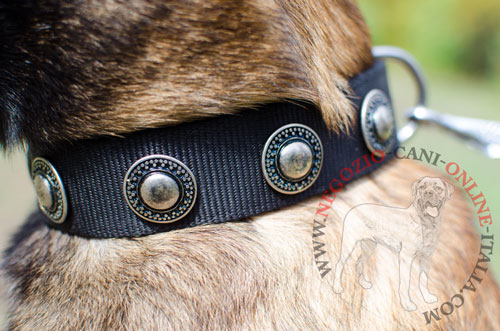 Collare in nylon con decorazioni per Malinois