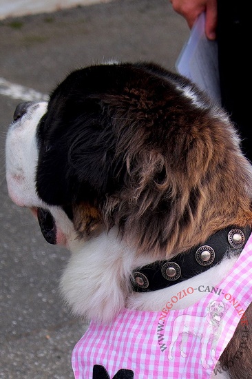 Cane di San Bernardo con elegante e pratico collare con
decorazioni