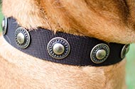 Collare in nylon decorato "Exotic & Classic" per Bullmastiff
