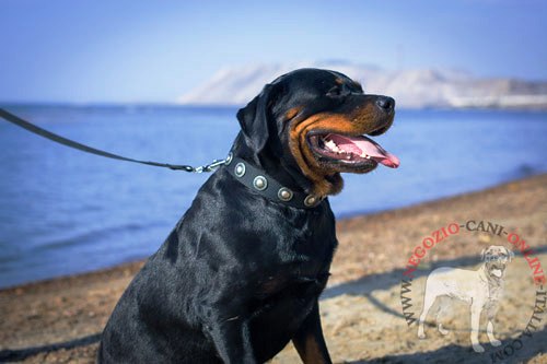 Collare con decorazioni indossato
da Rottweiler