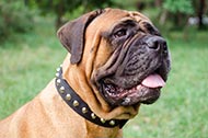 Collare in nylon "Pyramids of the Sun" per Bullmastiff