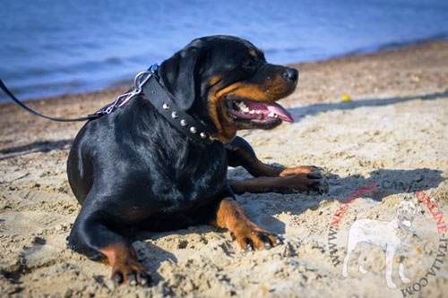 Collare decorato con borchie a piramidi indossato da
Rottweiler