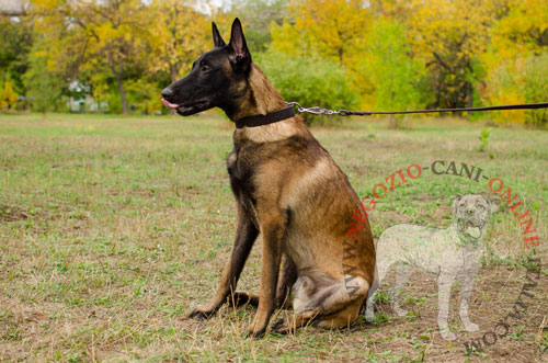 Malinois con classico collare in pelle
indosso