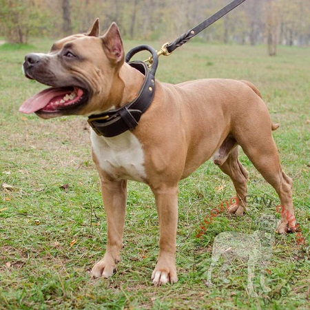 Collare con comoda maniglia per
Amstaff