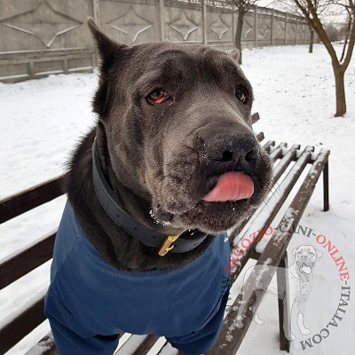 Resistente collare per
Cane Corso