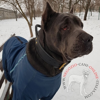 Collare con maniglia per uscite con Cane Corso