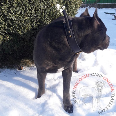 Collare con comoda maniglia per
Cane Corso