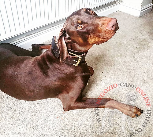 Robusto collare per cani forti come Dobermann