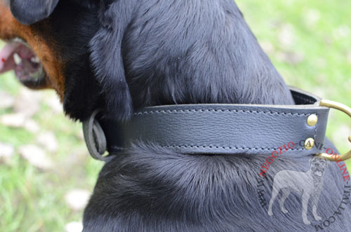 Collare per addestramento del Rottweiler