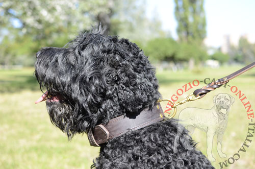 Comodo collare in doppio strato di pelle indossato da
Terrier Nero Russo