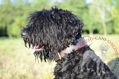 Collare in vera pelle marrone indossato da Terrier Nero Russo