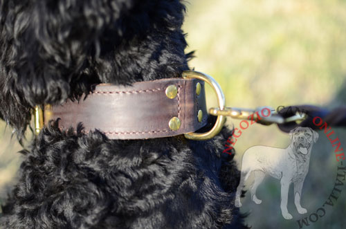 Collare in pelle marrone indossato da Terrier Nero Russo