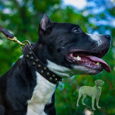 Amstaff con il collare in pelle con decorazioni