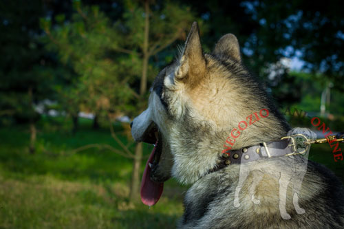 Grazioso collare in pelle per passeggiate con Alaskan Malamute