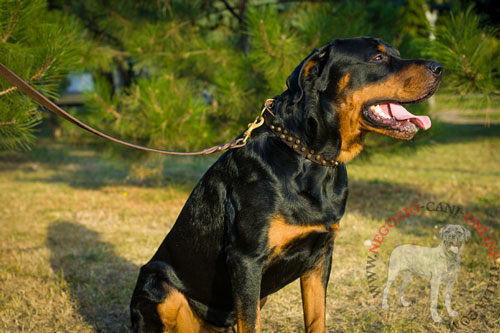 Rottweiler con il collare in pelle con decorazioni