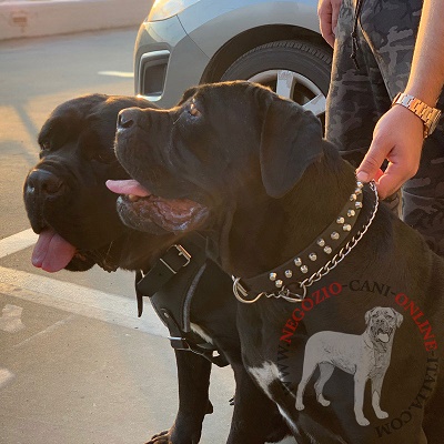 Comodo collare per Cane Corso