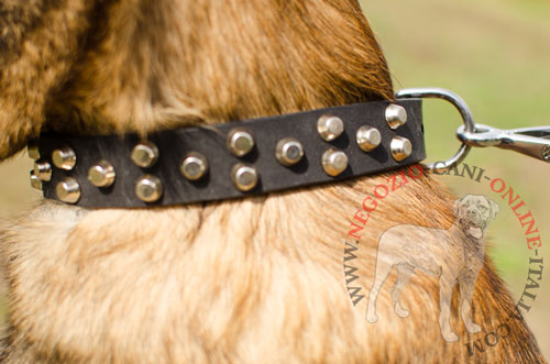 Malinois con collare in pelle
con decorazioni