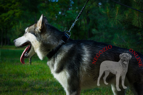 Alaskan Malamute con classico collare
in pelle indosso