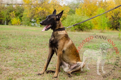 Malinois con classico collare
in pelle indosso