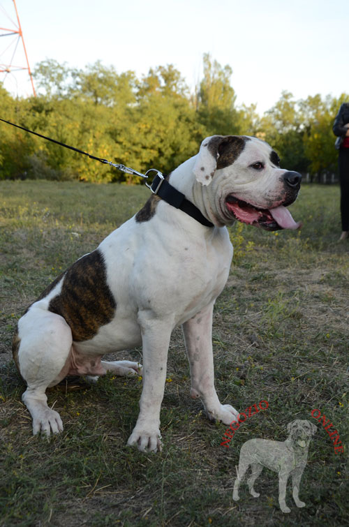 Collare doppio in nylon per Bulldog Americano