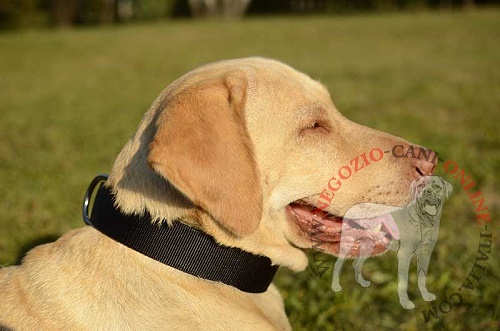 Collare in doppio nylon per Labrador Retriever