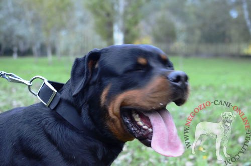 Collare doppio in nylon per Rottweiler