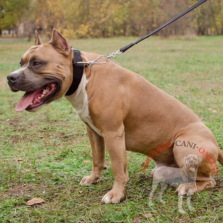 Collare in nylon a sgancio rapido indossato da
Amstaff