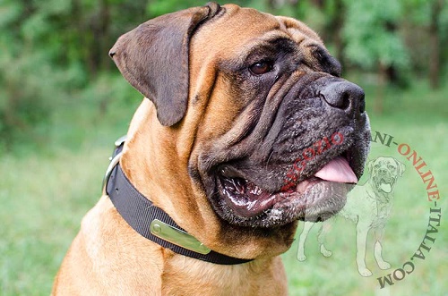 Collare con targhetta personalizzata
indossato da Bullmastiff