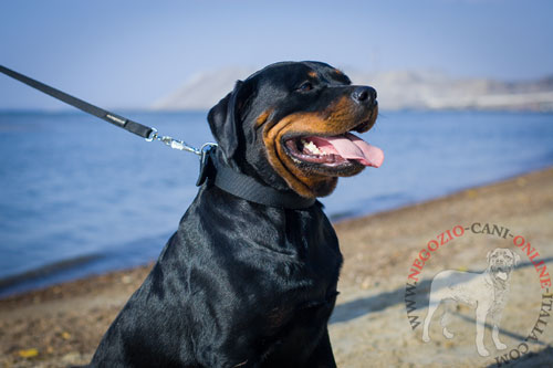 Collare in nylon con targhetta in metallo
indossato da Rottweiler