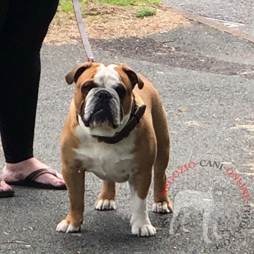 Sicuro collare in pelle naturale per
Bulldog Inglese