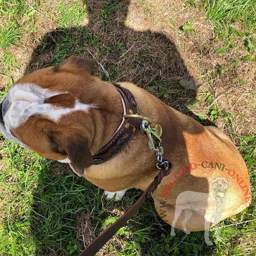 Comodo collare in pelle naturale per
Bulldog Inglese