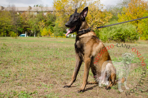 Comodo ed elegante collare per Malinois