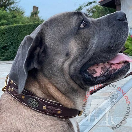 Fantastico collare con decorazioni per Cane Corso