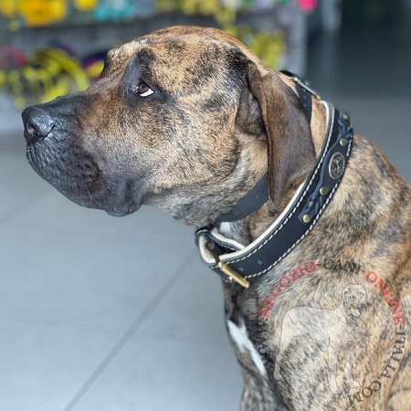 Sicuro collare in pelle per
Presa Canario