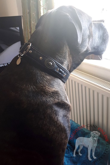 Comodo ed elegante collare
indossato da Cane Corso