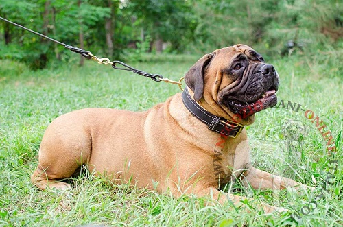 Comodo ed elegante collare
indossato da Bullmastiff