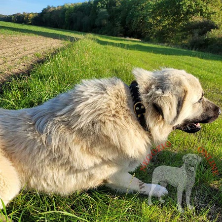 Comodo e resistente collare in cuoio per Kangal