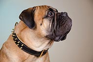 Collare in doppio cuoio "Celestial map" per Bullmastiff