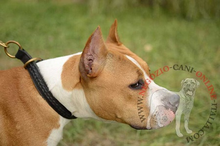 Bellissimo collare in cuoio con striscia
decorata per Amstaff