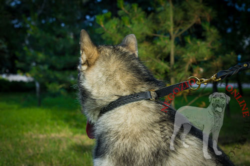 Bellissimo collare in cuoio con striscia
decorata per Alaskan Malamute