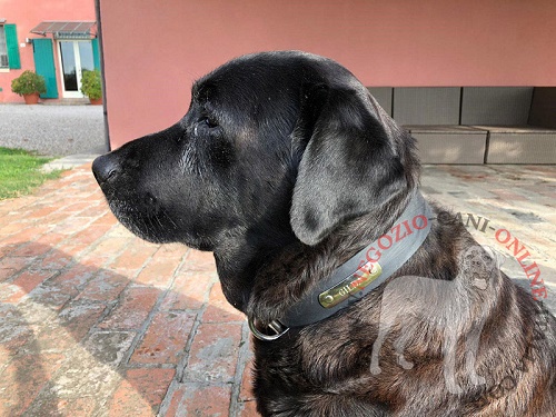 Comodo collare in cuoio con targhetta per Labrador